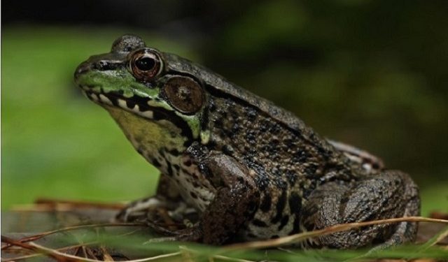 Hãy giải thích vì sao ếch thường sống ở nơi ẩm ướt gần bờ nước và bắt mồi về đêm